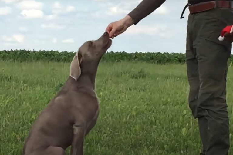 Mit-dem-Jagdhund-per-Du