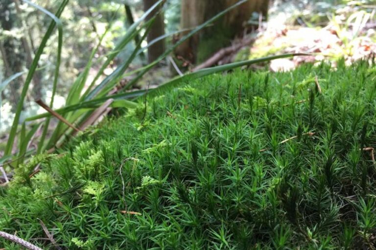 Moos_im_Wald