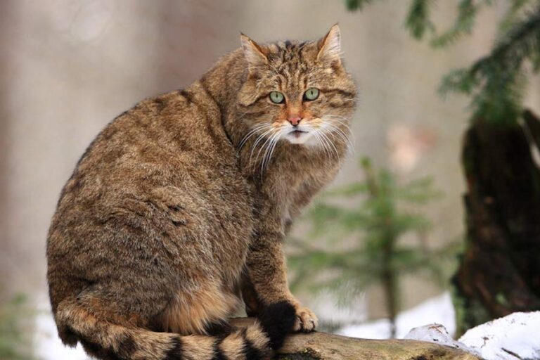 Wildkatze-ist-Tier-des-Jahres-2018
