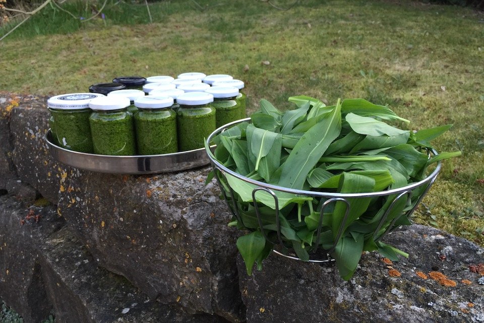 Bärlauch-Pesto