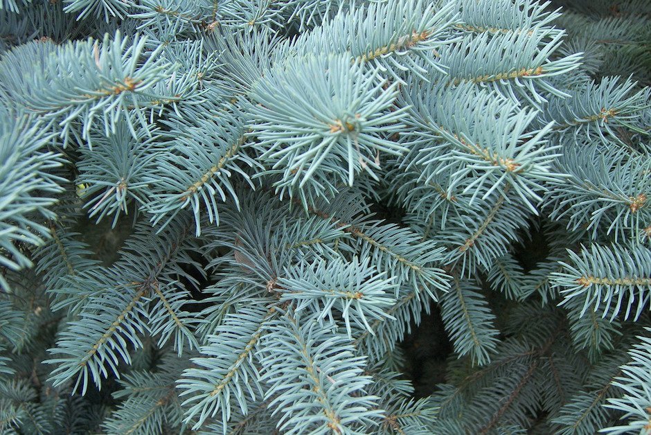 Blaufichte