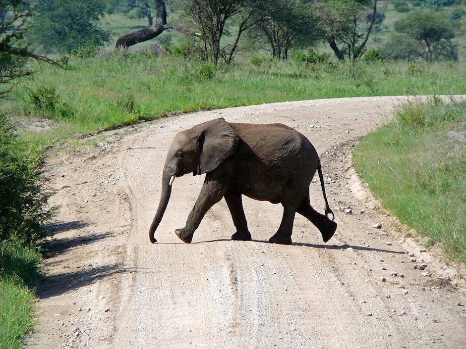 Elefant
