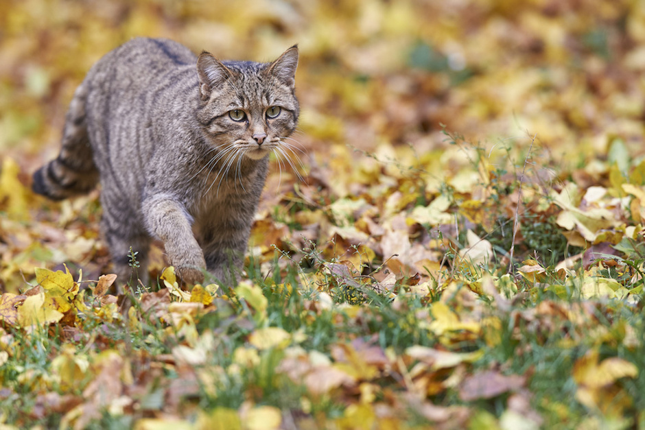 Europäische Wildkatze