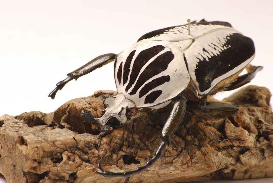 Goliathkäfer