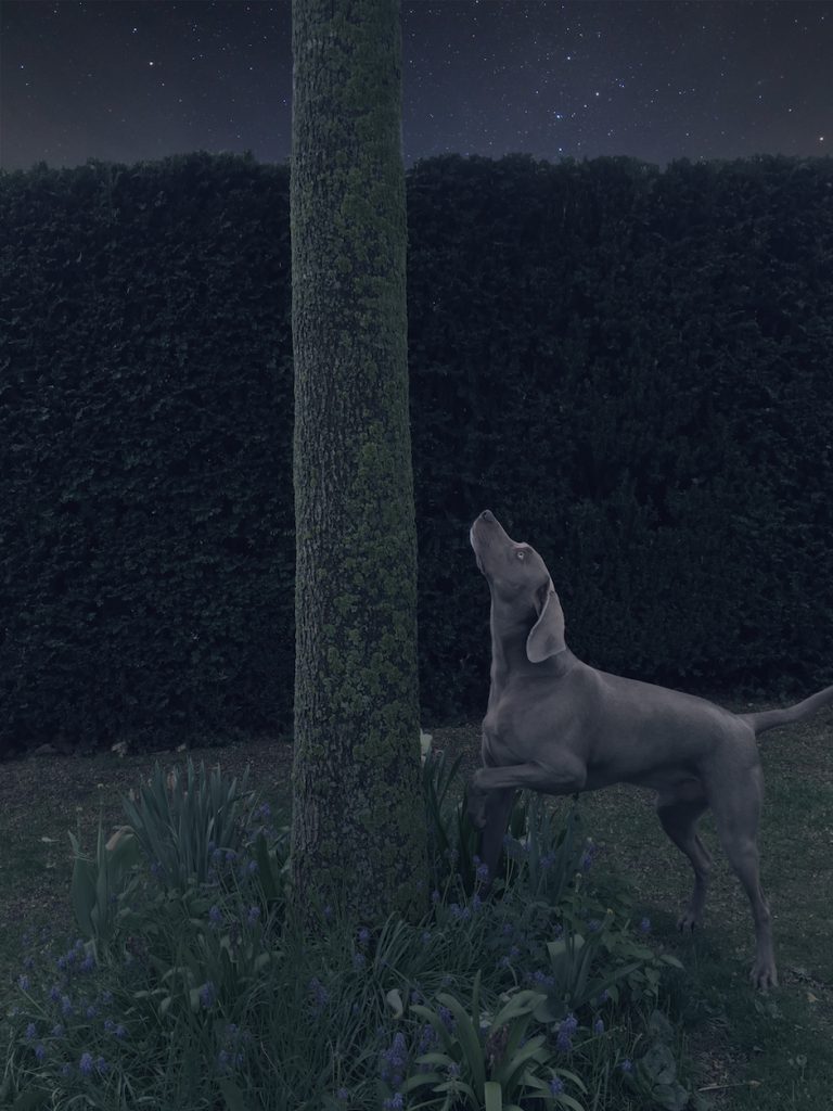 Hund bei Nacht