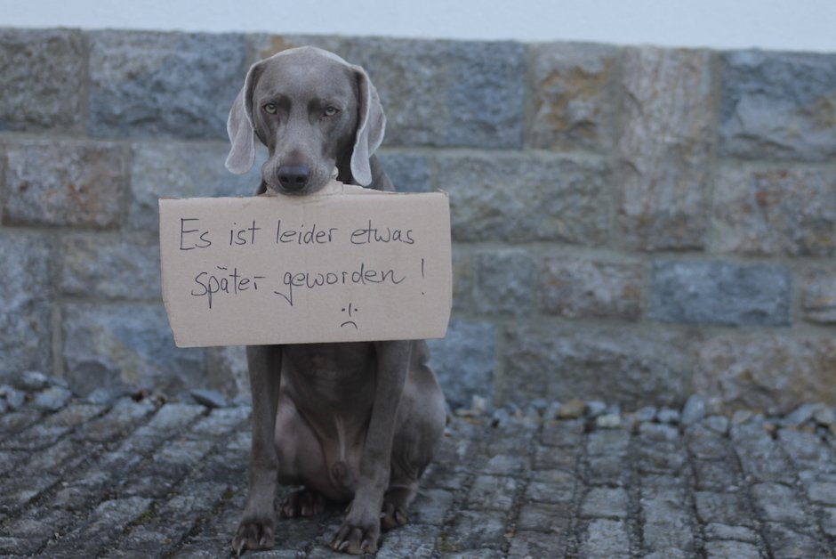 Hund-ueberbringt-Botschaft