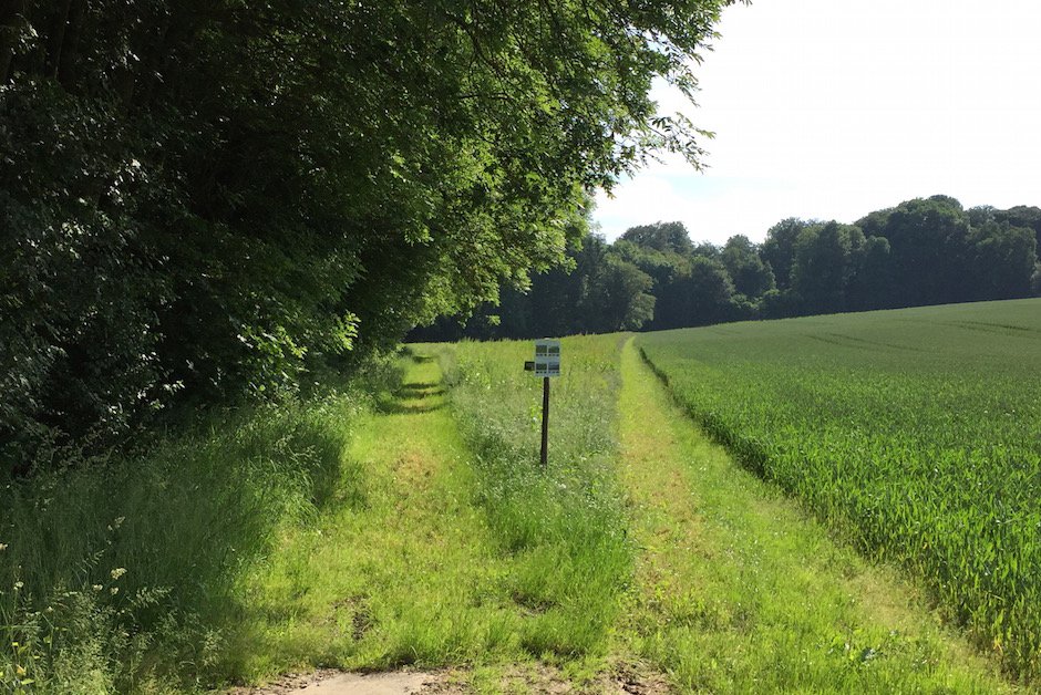 Blühfläche Königshofer Loch