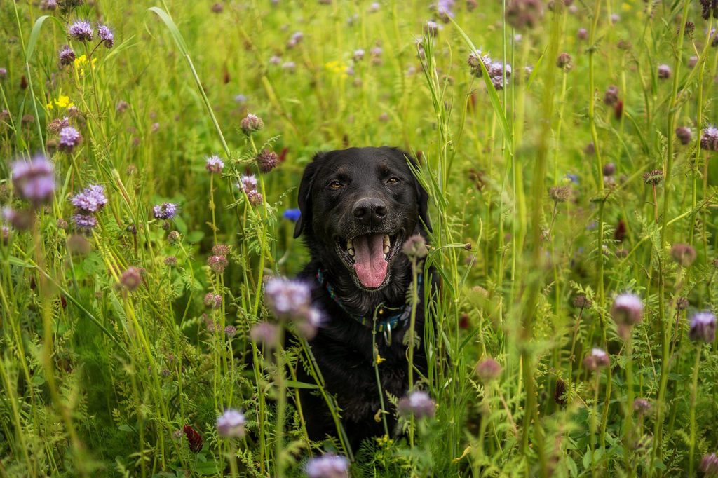 Jagdhund in Wiese