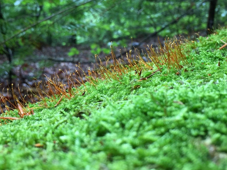 Moos mit Sporen
