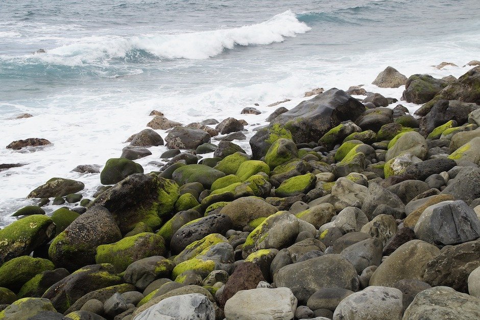 Moos am Meer