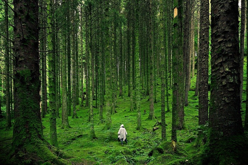 Moos im Fichtenwald