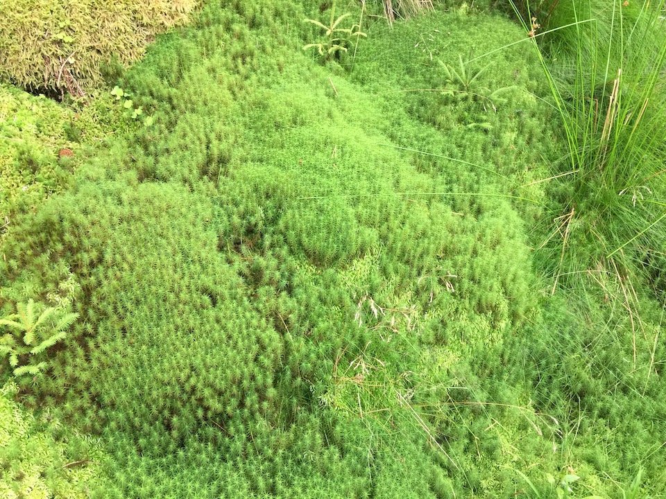 Moospolster