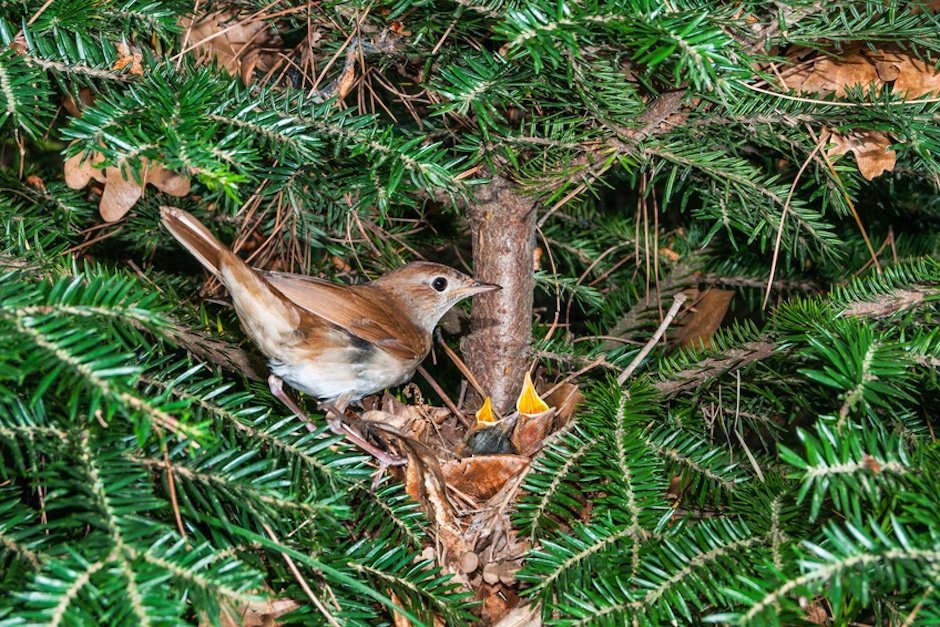 Nachtigall am Nest