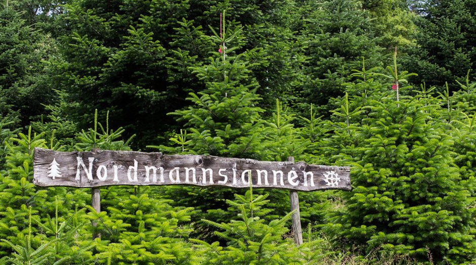 Nordmanntannen-Kultur