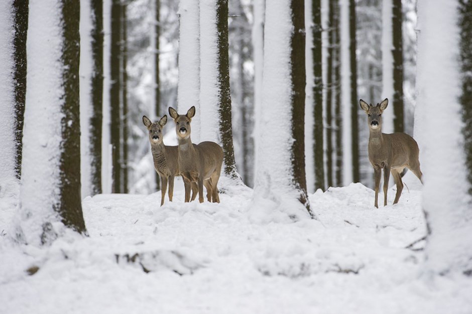 Rehwild im Winterwald