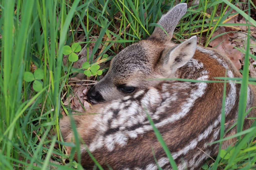 Rehkitz im Gras