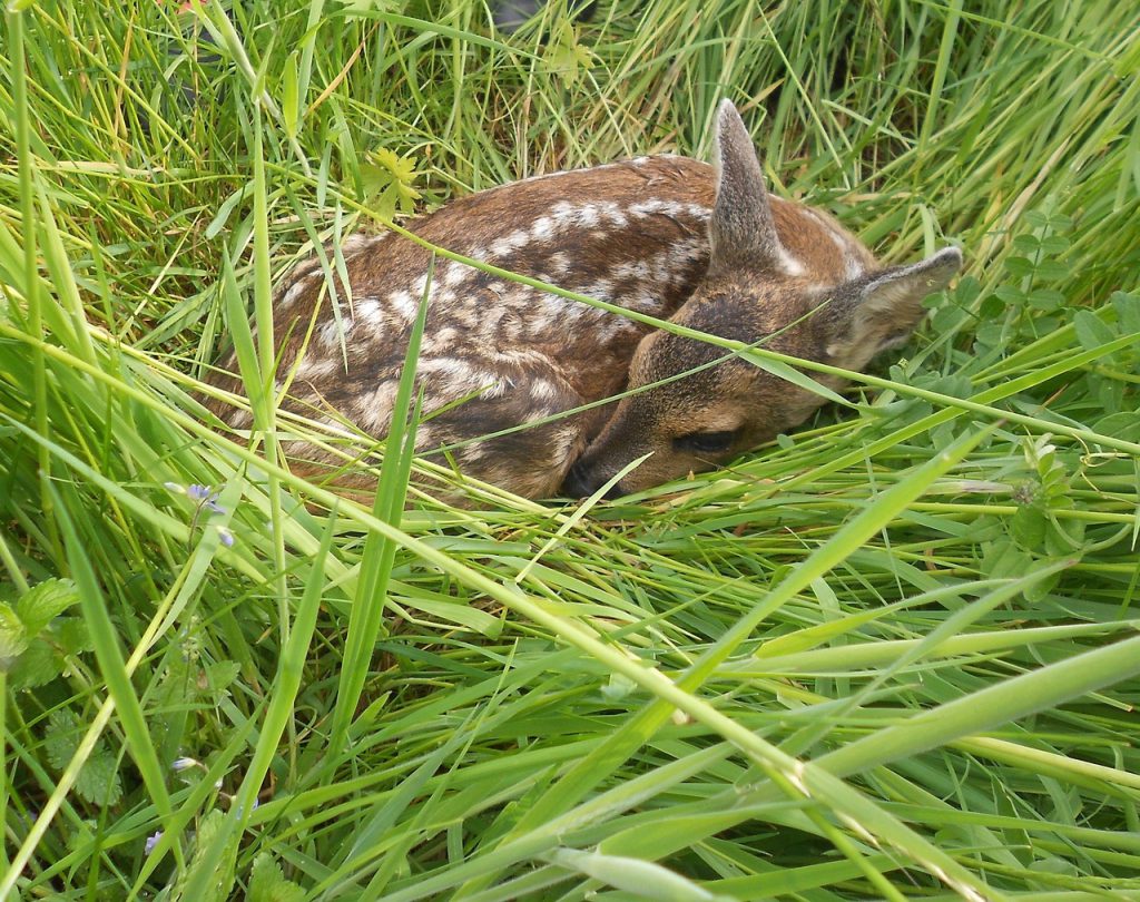 Rehkitz im Gras