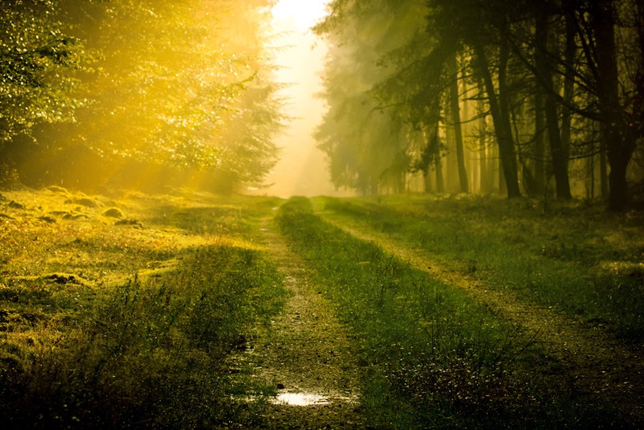 Sonnenstrahlen auf einem Waldweg