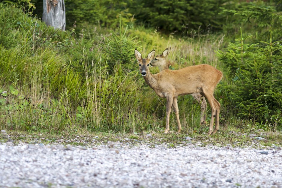 Rehwild am Wegesrand