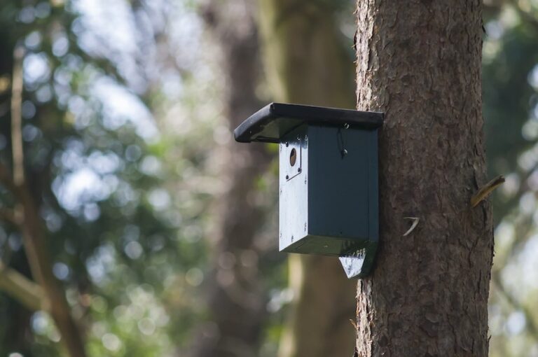 nest-box-2216752_1920