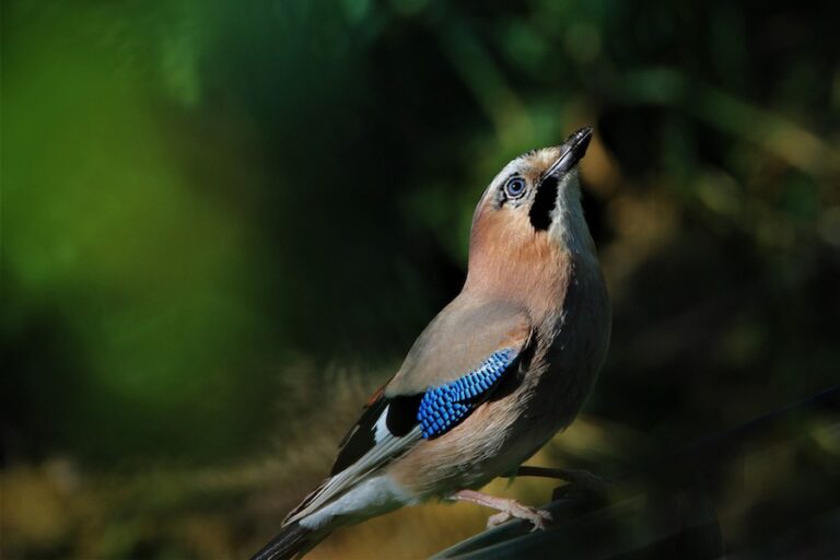 jay-g22ae4e66f_Eichelhaeher