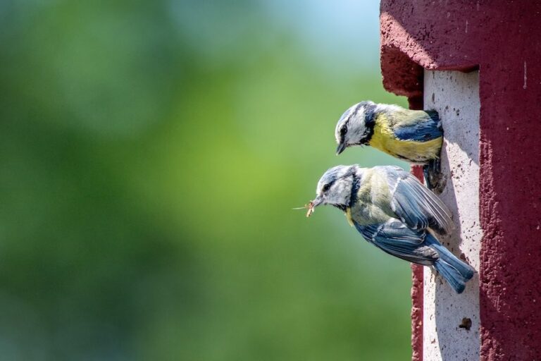 Blaumeise im Doppelpack