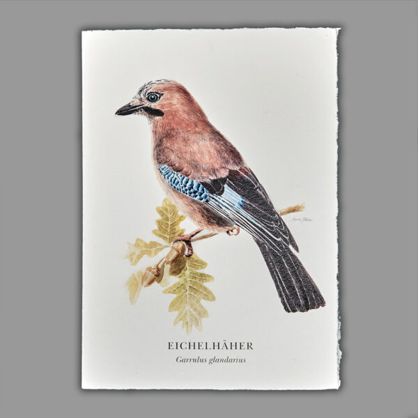 Waldpoet Grußkarte „Eichelhäher“, DIN A6