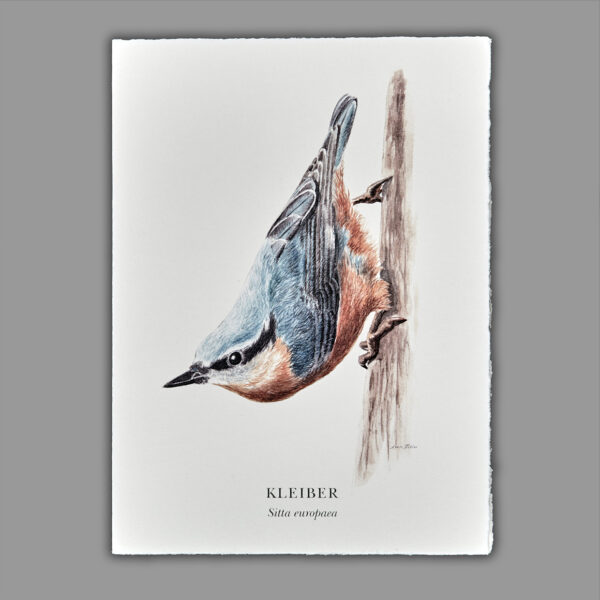 Waldpoet Grußkarte „Kleiber“, DIN A6
