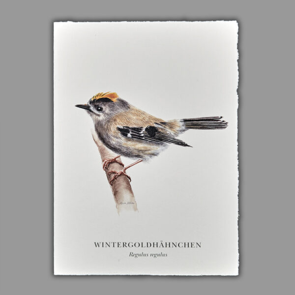 Waldpoet Grußkarte „Wintergoldhähnchen“, DIN A6