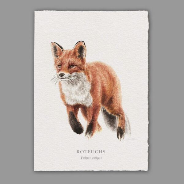 Waldpoet Grußkarte „Fuchs“, DIN A6