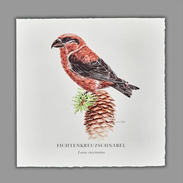 Waldpoet Grußkarte „Fichtenkreuzschnabel“, 16 x 16 cm