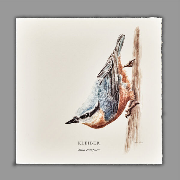 Waldpoet Grußkarte „Kleiber“, 16 x 16 cm