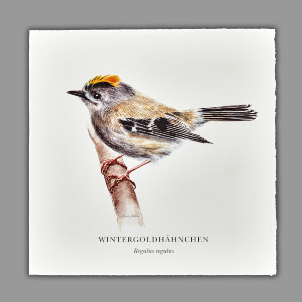 Waldpoet Grußkarte „Wintergoldhähnchen“, 16 x 16 cm