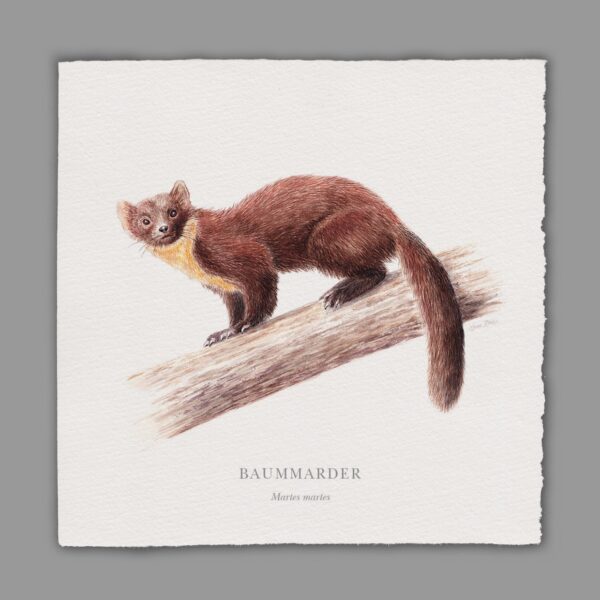 Waldpoet Grußkarte „Baummarder“, 16 x 16 cm