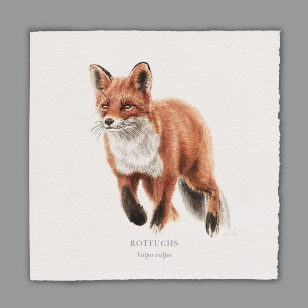 Waldpoet Grußkarte „Fuchs“, 16 x 16 cm