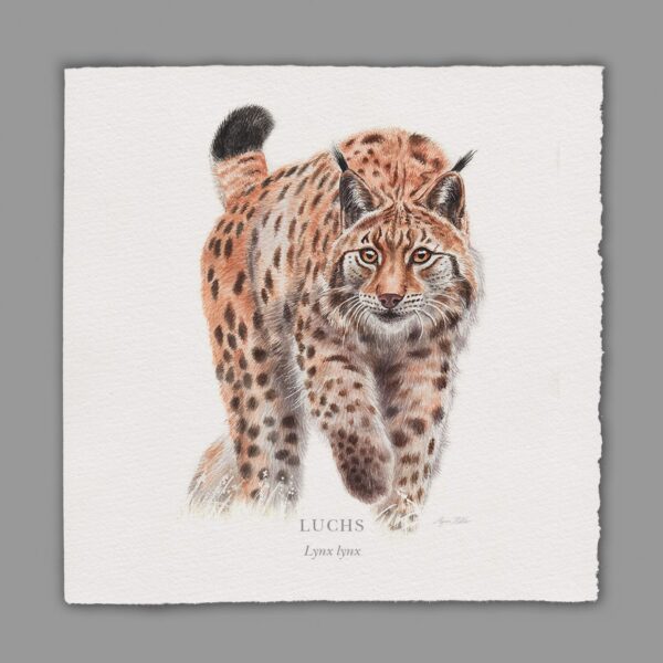 Waldpoet Grußkarte „Luchs“, 16 x 16 cm